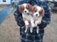 King Charles Spaniel Puppies for sale in Johnstown, PA, USA. price: $1,200