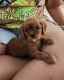 King Charles Spaniel Puppies for sale in Belmont, NH 03220, USA. price: NA