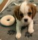 King Charles Spaniel Puppies for sale in Wellington, OH 44090, USA. price: $1,800