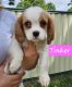 King Charles Spaniel Puppies for sale in Logan City, Queensland. price: $2,000