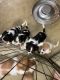 King Charles Spaniel Puppies for sale in Bernville, Pennsylvania. price: $1,500