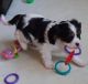 King Charles Spaniel Puppies for sale in Alco, AR 72680, USA. price: NA