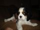 King Charles Spaniel Puppies for sale in Miami Gardens, FL, USA. price: NA