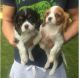 King Charles Spaniel Puppies for sale in Anaheim, CA, USA. price: NA