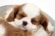 King Charles Spaniel Puppies for sale in Knoxville, TN, USA. price: NA