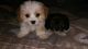 King Charles Spaniel Puppies for sale in Orlando, FL, USA. price: NA