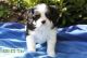 King Charles Spaniel Puppies for sale in Green Forest, AR 72638, USA. price: NA
