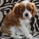 King Charles Spaniel Puppies for sale in New Orleans, LA, USA. price: NA