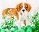 King Charles Spaniel Puppies for sale in Cambridge, MA, USA. price: NA