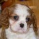 King Charles Spaniel Puppies for sale in Bay City, OR 97107, USA. price: NA