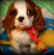 King Charles Spaniel Puppies for sale in Alma Center, WI 54611, USA. price: NA