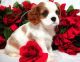 King Charles Spaniel Puppies for sale in San Diego, CA, USA. price: NA