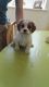 King Charles Spaniel Puppies for sale in Rochester, NY, USA. price: $300