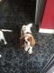 King Charles Spaniel Puppies for sale in Austin, TX, USA. price: NA