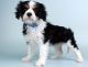 King Charles Spaniel Puppies for sale in Miami, FL, USA. price: NA