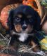 King Charles Spaniel Puppies for sale in Agua Dulce, CA 91390, USA. price: NA