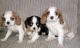 King Charles Spaniel Puppies for sale in Los Angeles, CA 90005, USA. price: NA