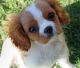 King Charles Spaniel Puppies for sale in California Oaks Rd, Murrieta, CA 92562, USA. price: NA