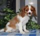 King Charles Spaniel Puppies for sale in Carlsbad, CA, USA. price: NA