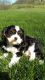 King Charles Spaniel Puppies for sale in Pennsylvania Ave NW, Washington, DC, USA. price: NA