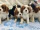 King Charles Spaniel Puppies for sale in FL-436, Casselberry, FL, USA. price: NA