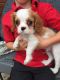 King Charles Spaniel Puppies for sale in Michigan Ave, Inkster, MI 48141, USA. price: NA