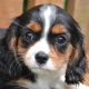 King Charles Spaniel Puppies for sale in Canton, OH, USA. price: $950