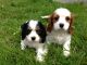 King Charles Spaniel Puppies for sale in New York, NY, USA. price: NA