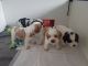 King Charles Spaniel Puppies for sale in Mississippi Ave, Los Angeles, CA, USA. price: NA