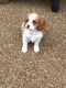 King Charles Spaniel Puppies for sale in Mississippi Ave, Los Angeles, CA, USA. price: NA