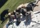 King Charles Spaniel Puppies for sale in Texas St, Fairfield, CA 94533, USA. price: NA
