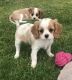 King Charles Spaniel Puppies for sale in New York County, New York, NY, USA. price: $400