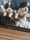 King Charles Spaniel Puppies for sale in 786 Myrtle Ave, Brooklyn, NY 11206, USA. price: NA