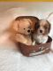 King Charles Spaniel Puppies for sale in 103 Broadway, New York, NY 10025, USA. price: NA