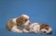 King Charles Spaniel Puppies for sale in New York, NY, USA. price: $500