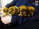 King Charles Spaniel Puppies for sale in 704 N North Carolina Ave, Atlantic City, NJ 08401, USA. price: NA