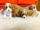 King Charles Spaniel Puppies for sale in Norfolk, VA, USA. price: NA