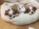 King Charles Spaniel Puppies