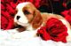 King Charles Spaniel Puppies for sale in Los Angeles County, CA, USA. price: NA