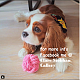 King Charles Spaniel Puppies for sale in Brooklyn, NY, USA. price: NA