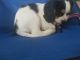 King Charles Spaniel Puppies for sale in Portland, OR, USA. price: $2,400
