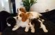 King Charles Spaniel Puppies for sale in Portland, OR, USA. price: NA