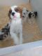 King Charles Spaniel Puppies for sale in Brookfield, CT 06804, USA. price: NA