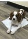 King Charles Spaniel Puppies for sale in Jacksonville, FL, USA. price: NA