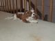 King Charles Spaniel Puppies for sale in Suffern, NY 10901, USA. price: $400