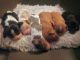 King Charles Spaniel Puppies for sale in Isanti, MN 55040, USA. price: NA