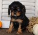 King Charles Spaniel Puppies for sale in San Antonio, TX, USA. price: NA