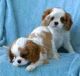 King Charles Spaniel Puppies for sale in Marietta, GA, USA. price: NA