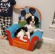 King Charles Spaniel Puppies for sale in Aurora, IL, USA. price: NA