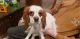 King Charles Spaniel Puppies for sale in Vancouver, WA, USA. price: NA